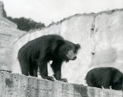 Ein Faultierbär schaut von seinem Gehege vor den Mappin Terraces, London Zoo, September 1914 von Frederick William Bond